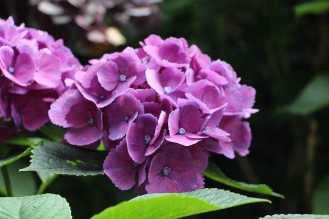 Img 4524