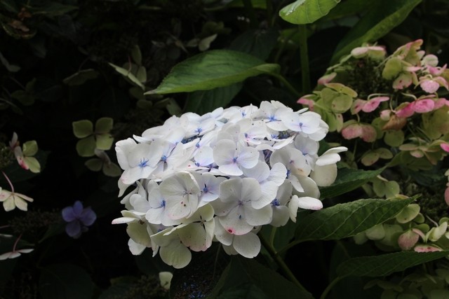 Img 4538