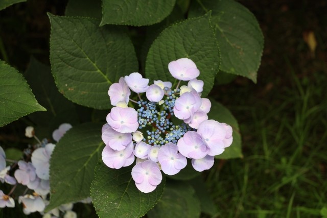 Img 4557