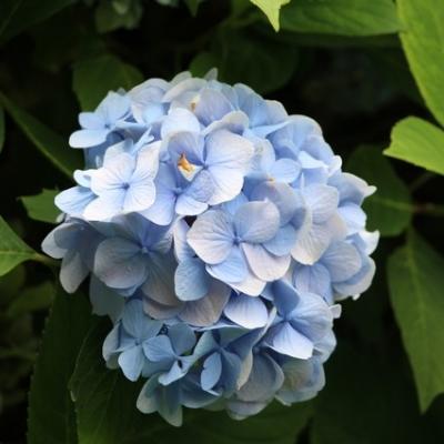 hortensias